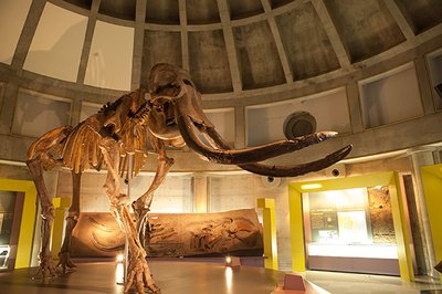 🐘 나우만코끼리 기념관 (주루이 나우만조 기넨칸)